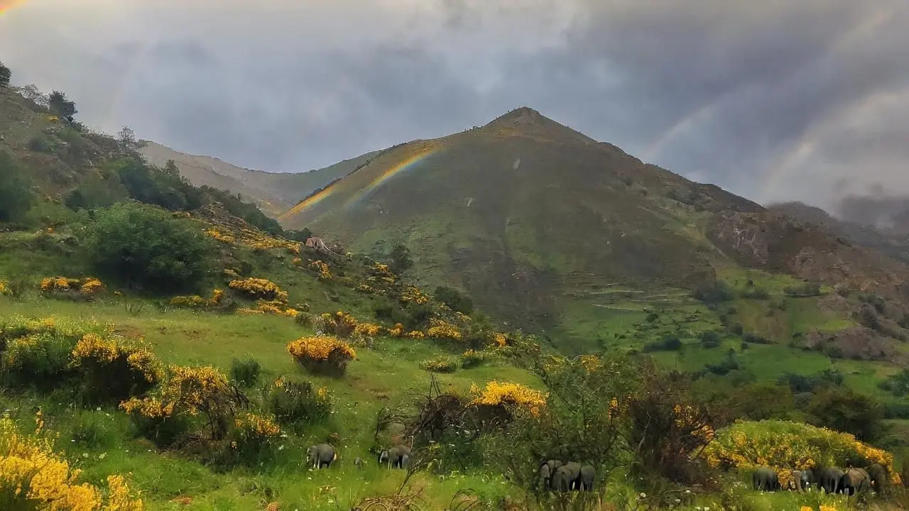 Rendez le ciel plus ensoleillé avec des arcs-en-ciel et ajoutez de petits éléphants 2.